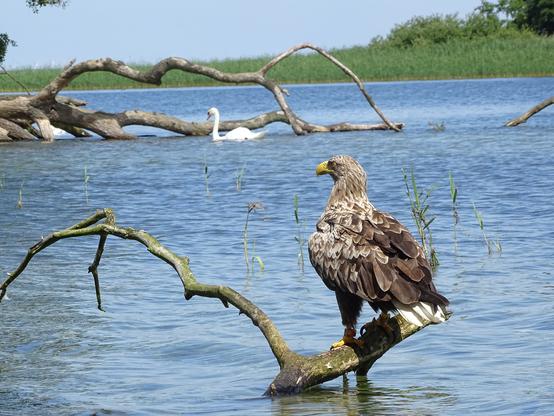 Freunde der Insel - Aktiver Naturschutz vor Ort